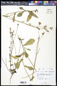 Emilia javanica image