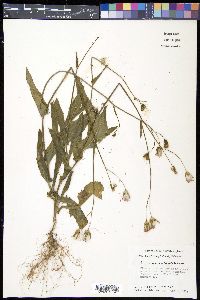 Emilia javanica image