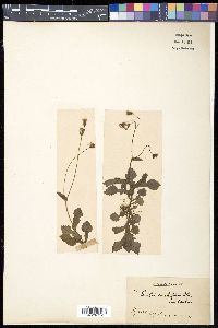Emilia sonchifolia image