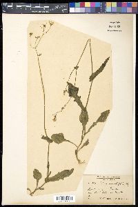 Emilia sonchifolia image