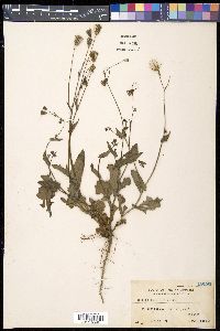 Emilia sonchifolia image