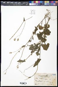 Emilia sonchifolia image