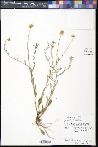 Erigeron modestus image
