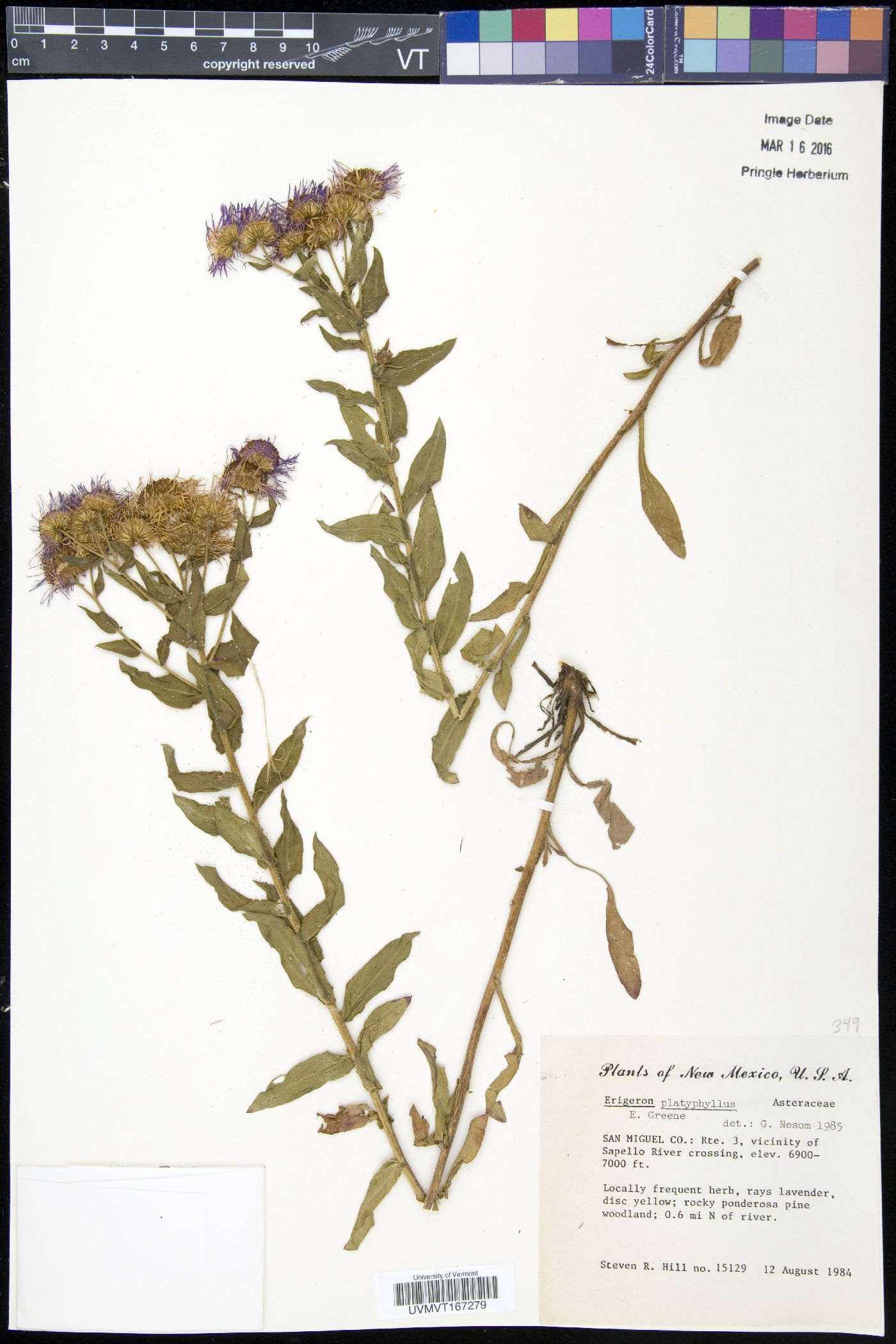 Erigeron vreelandii image
