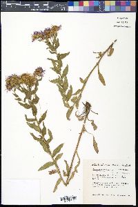 Erigeron vreelandii image