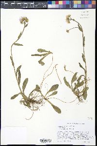 Erigeron pulchellus image