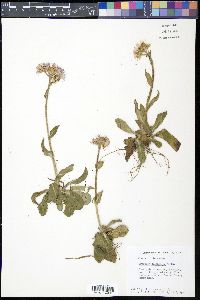Erigeron pulchellus image