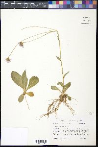 Erigeron pulchellus image