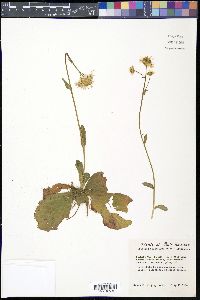 Erigeron pulchellus image