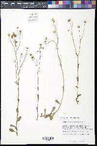 Erigeron quercifolius image