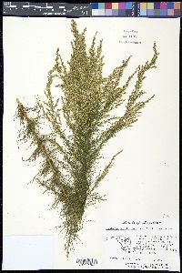Eupatorium capillifolium image