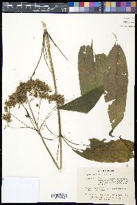 Eutrochium fistulosum image