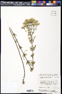 Eupatorium hyssopifolium image