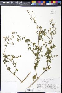 Fleischmannia incarnata image