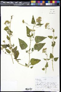 Fleischmannia incarnata image