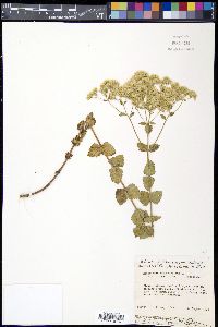 Eupatorium rotundifolium var. rotundifolium image