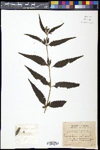Eupatorium chinense image