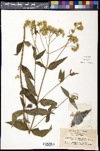 Eupatorium chinense image