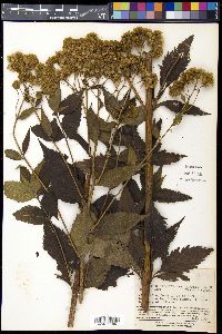 Eupatorium chinense image