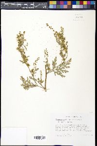 Ambrosia acanthicarpa image