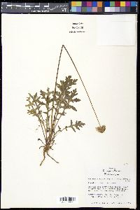 Gaillardia suavis image