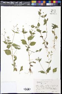 Galinsoga quadriradiata image