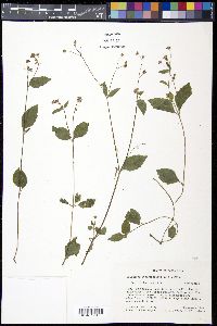 Galinsoga quadriradiata image