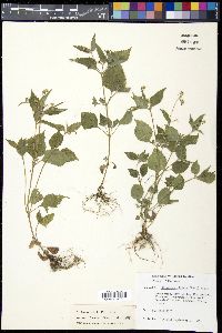 Galinsoga quadriradiata image