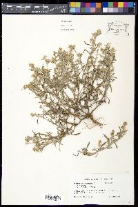 Gamochaeta purpurea image