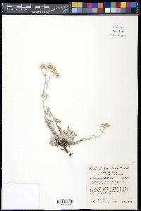 Pseudognaphalium canescens image