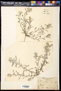 Gnaphalium indicum image