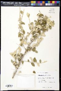 Anastraphia northropiana image