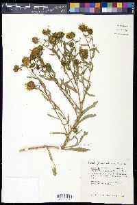 Grindelia decumbens image