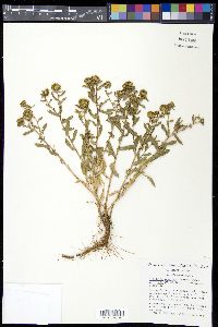 Grindelia squarrosa var. nuda image