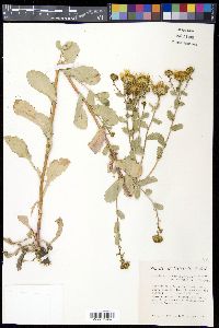 Grindelia subalpina image