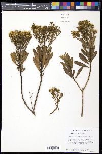 Gundlachia corymbosa image