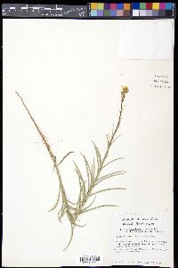 Croptilon divaricatum image