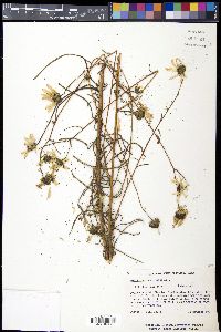 Helianthus angustifolius image