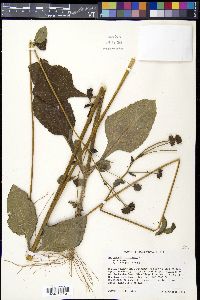 Helianthus atrorubens image