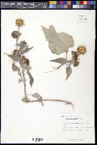 Helianthus argophyllus image