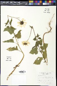 Helianthus debilis image