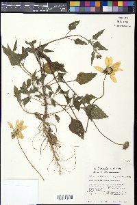 Helianthus debilis image