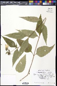 Helianthus decapetalus image