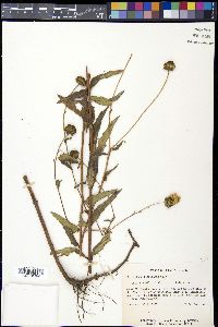 Helianthus floridanus image