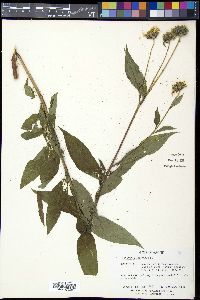Helianthus giganteus image