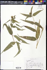 Helianthus hirsutus image