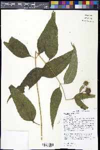 Helianthus hirsutus image