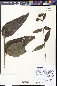 Helianthus hirsutus image