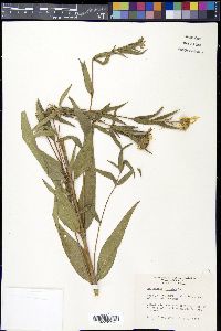 Helianthus hirsutus image