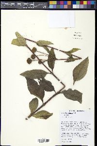 Helianthus hirsutus image